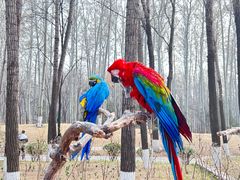 -北京野生动物园