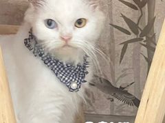 -楼上猫咖(罗湖店)