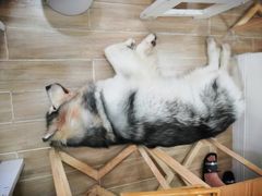 -李小姐の猫咖啡馆(五角场店)