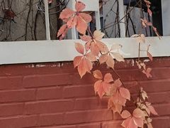 -三里屯东五街银杏大道