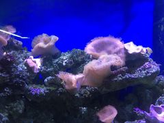-御唐府海珊瑚主题餐厅