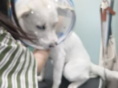 -四月宠物医院·猫专科·心脏专科·内科(转塘店)