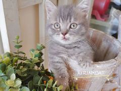 -十年猫舍·猫咪专门店(普陀店)