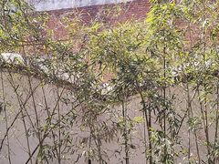 -桃花堤公园