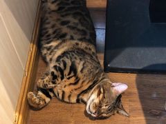 -绒爪撸猫下午茶·猫咖