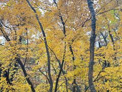 -帽儿山国家森林公园