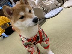 -逗柴咖啡屋·狗咖猫咖宠物桌游