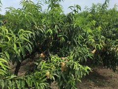 -樂桃源奉贤黄桃种植采摘基地