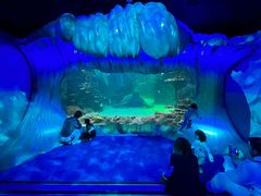 -悉尼海洋生物水族馆