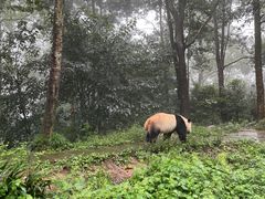 -中国大熊猫保护研究中心雅安碧峰峡基地