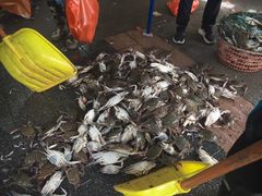 -芦潮港集贸市场