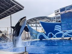 -上海海昌海洋公园