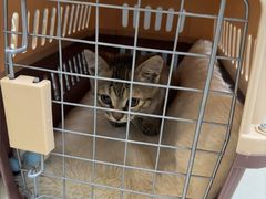 -艾贝尔宠物医院 ·内科全科(梁溪路店)