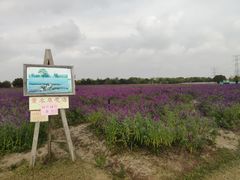-上海杨姆庄园