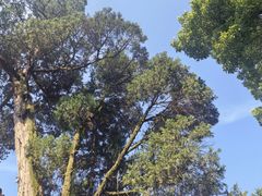 -南岳衡山风景名胜区-南岳大庙