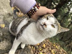-普陀山慧济禅寺