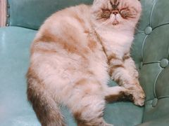 -猫色咖啡·猫咖