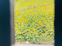 -蟹村草堂·苏式园林人文农家·大闸蟹