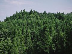 -武陵山森林公园