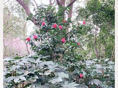 -杭州半山国家森林公园