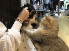 -Meowの猫咖(万家丽店)