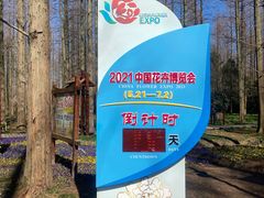 -东平国家森林公园