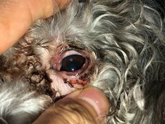 -芭比堂动物医院·犬猫全科·异宠专科(雁塔分院)