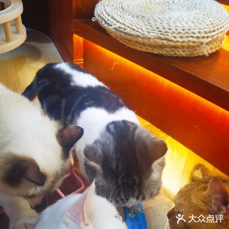 北京路撸宠圣地🦙可爱多羊驼俱乐部