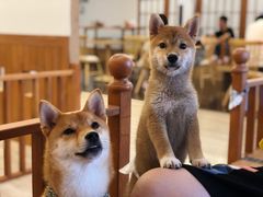 -豆柴町-柴犬主题狗咖(红鼎国际C座店)