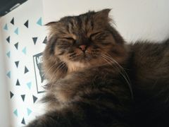 -Cappucimeow猫咪咖啡馆(韦伯时代店)
