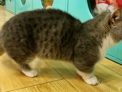 -萌喵宠狗爱心宠咖