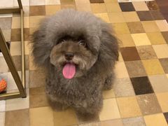 -房东的猫宠物生活馆