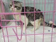 -小伙伴宠物医院•急重症转诊中心·老年专科·犬猫全科(北大街总院)