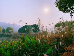 -长兴太湖图影湿地文化园