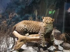 -陕西自然博物馆