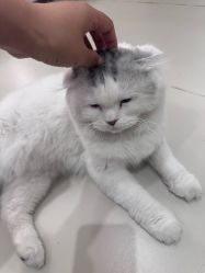 -懒猫摄影studio写真馆