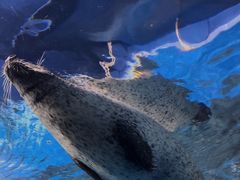 -上海海洋水族馆