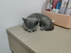 -屋虎猫馆(宝安大仟里店)