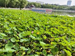 -莲花池公园