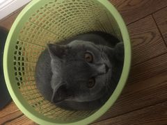 -灵美宠物诊所