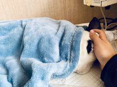 -北京观赏动物医院·24小时大型综合·猫专科·异宠专科
