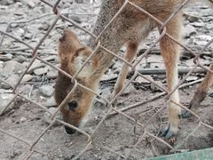 -合肥野生动物园