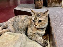 -清迈菩提塞雷纳