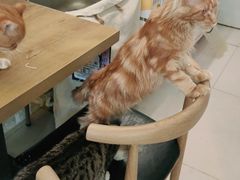 -平行世界·猫咖(首经贸店)
