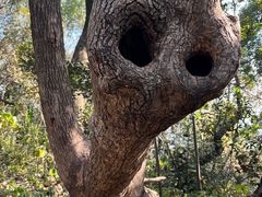 -上海佘山国家森林公园天马山园