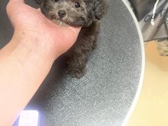-宠爱多约克夏马尔济斯泰迪小型犬专卖