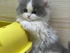 -momokira米努特·德文卷毛猫·棉花面纱犬