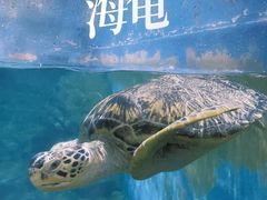 -烟台海昌鲸鲨海洋公园