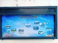 -广东惠东海龟国家级自然保护区