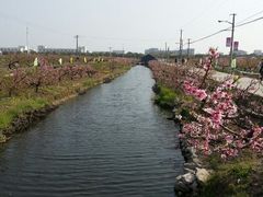 android_upload_pic-南汇桃花村